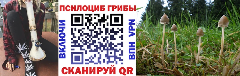 Псилоцибиновые грибы Psilocybe  Артём 